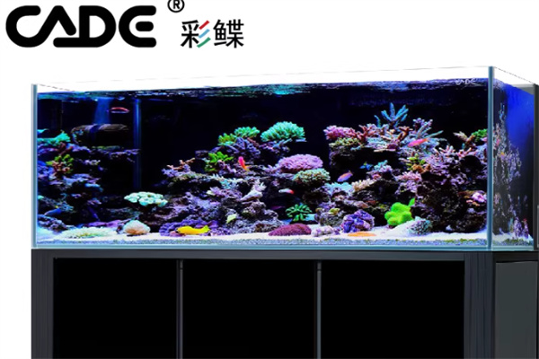 彩蝶魚缸