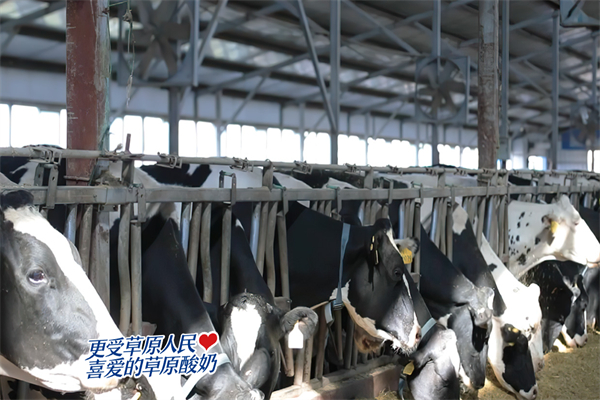 蘭格格草原牧場(chǎng)酸奶 蘭格格草原牧場(chǎng)酸奶